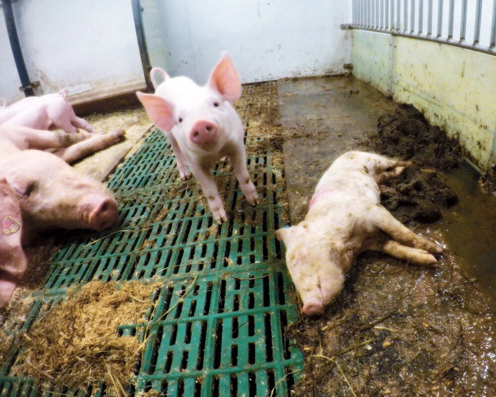 Bollestad vil straffe svinebønder økonomisk når dyrevelferden er dårlig