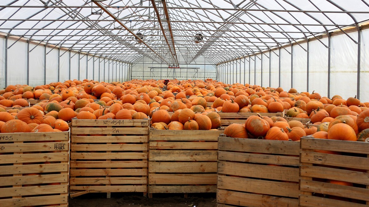 Mener den oransje frukt­giganten er undervurdert