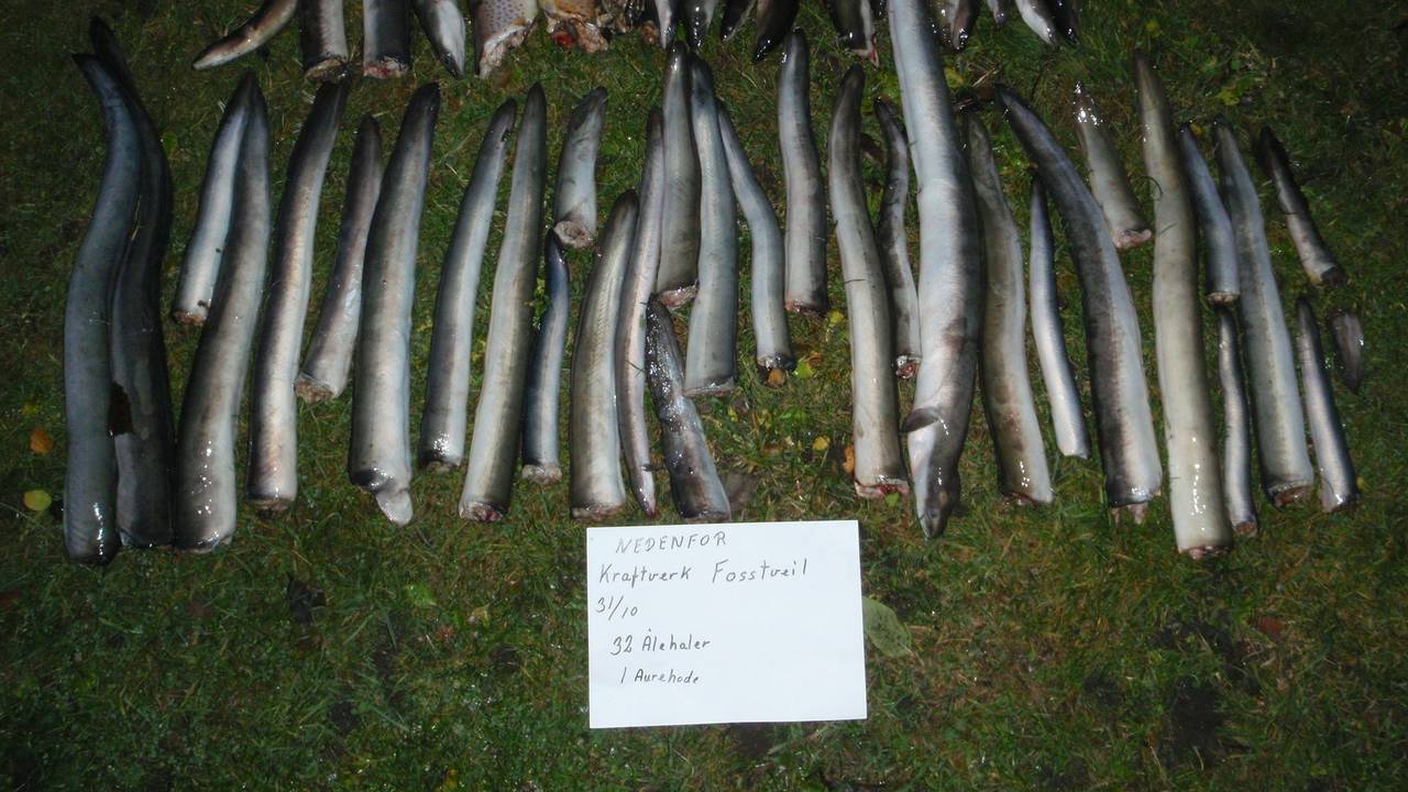 Opphakket fisk fra elv nedenfor kraftverk