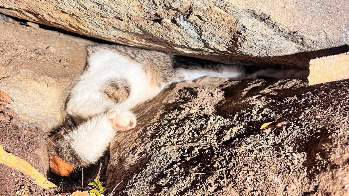 Her blir fastklemt katt reddet ut fra mur