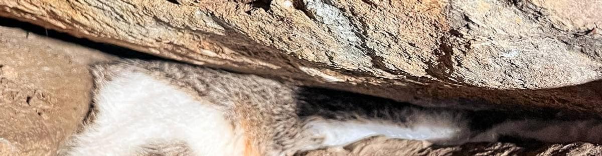 Qattiq mushuk ichida katta xoroz