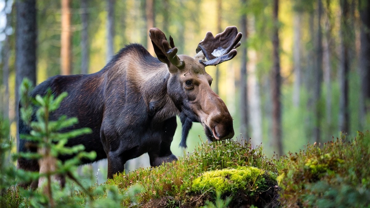 Elgbestanden har nådd et rekordlavt nivå i Sverige