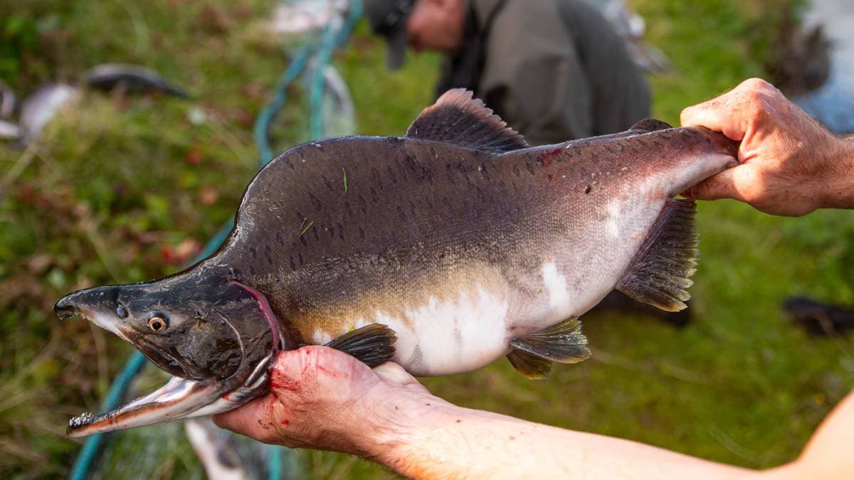 Observert Pukkellaks observert i Gaula – NRK Sápmi - samiske nyheter, kultur og ...
