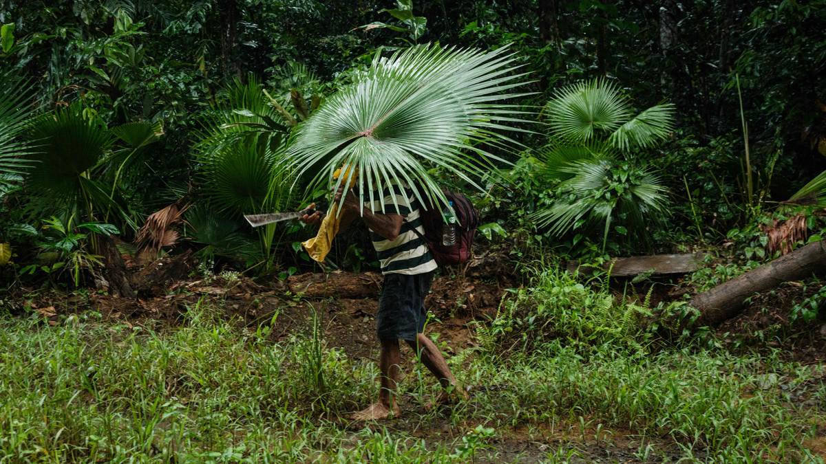 Norge gir 30 milliarder til nytt regn­skog­fond