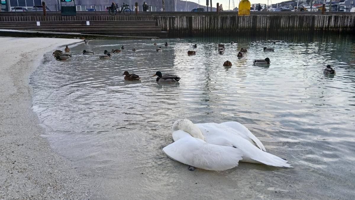 Har funnet flere titalls døde fugler - har påvist fugleinfluensa