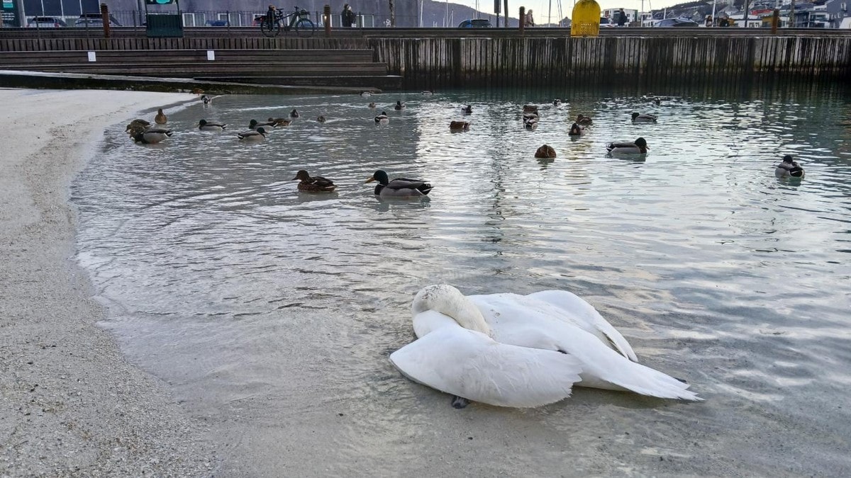 Har funnet flere titalls døde fugler - har påvist fugleinfluensa