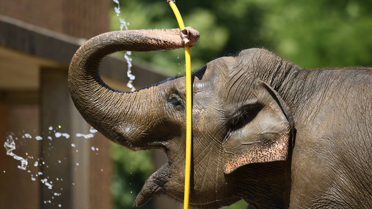 Elefant spyler seg