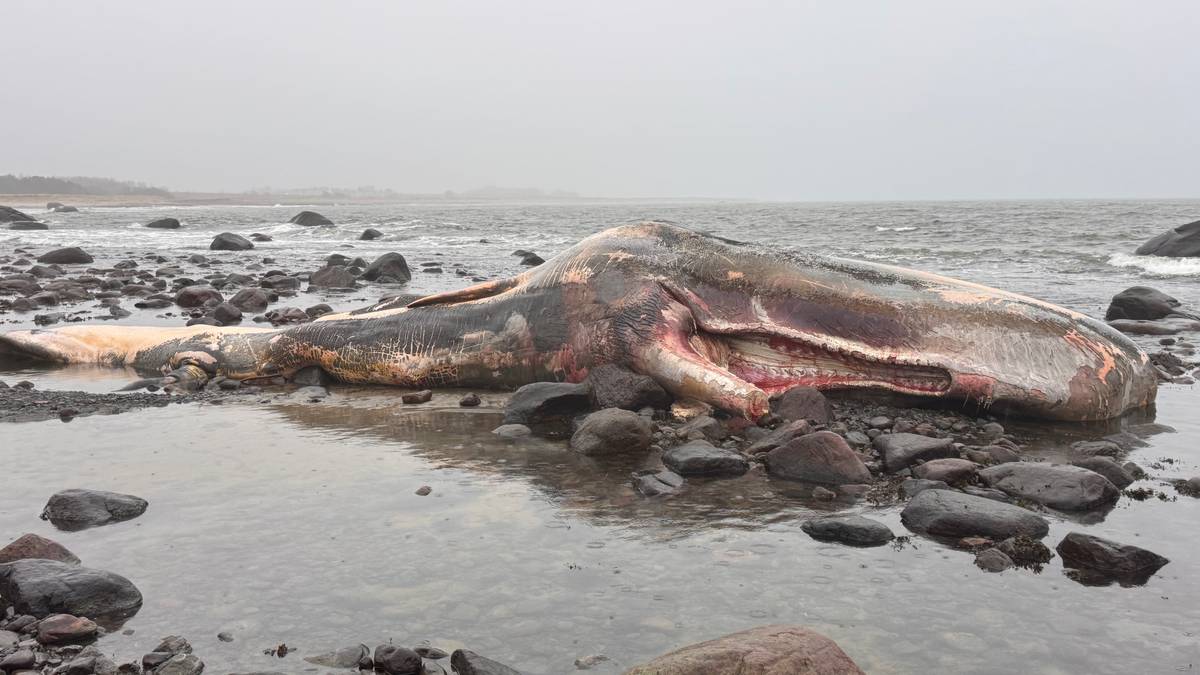 Død spermhval på Lista