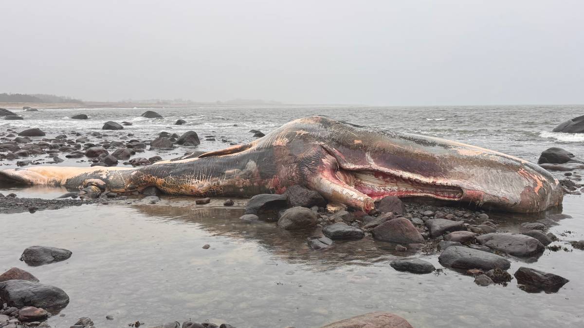 Spermhval sultet i hjel