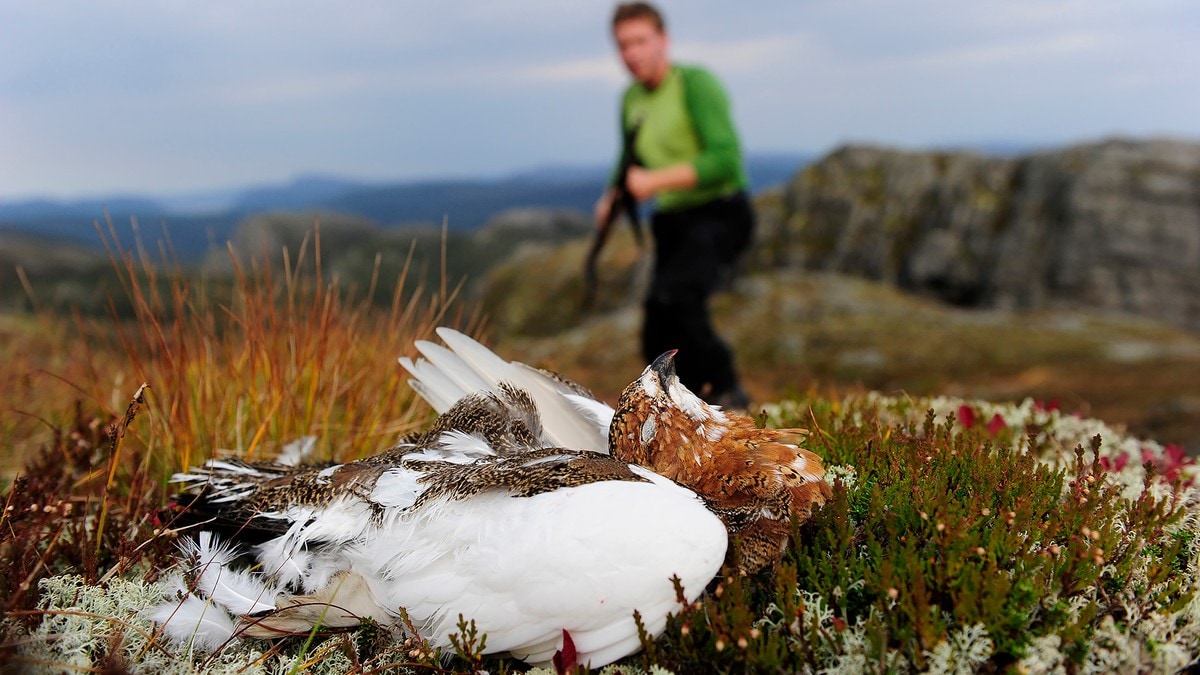 Flere ryper: I år blir det rypejakt igjen i Sør-Norge