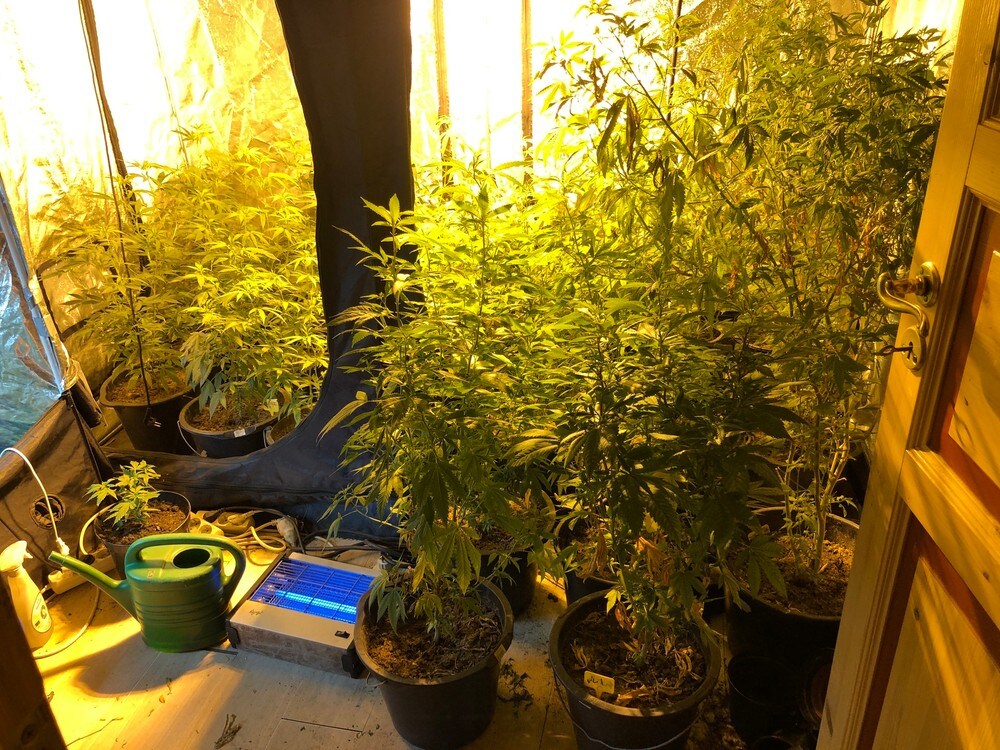 Fant plantasje med 120 cannabisplanter