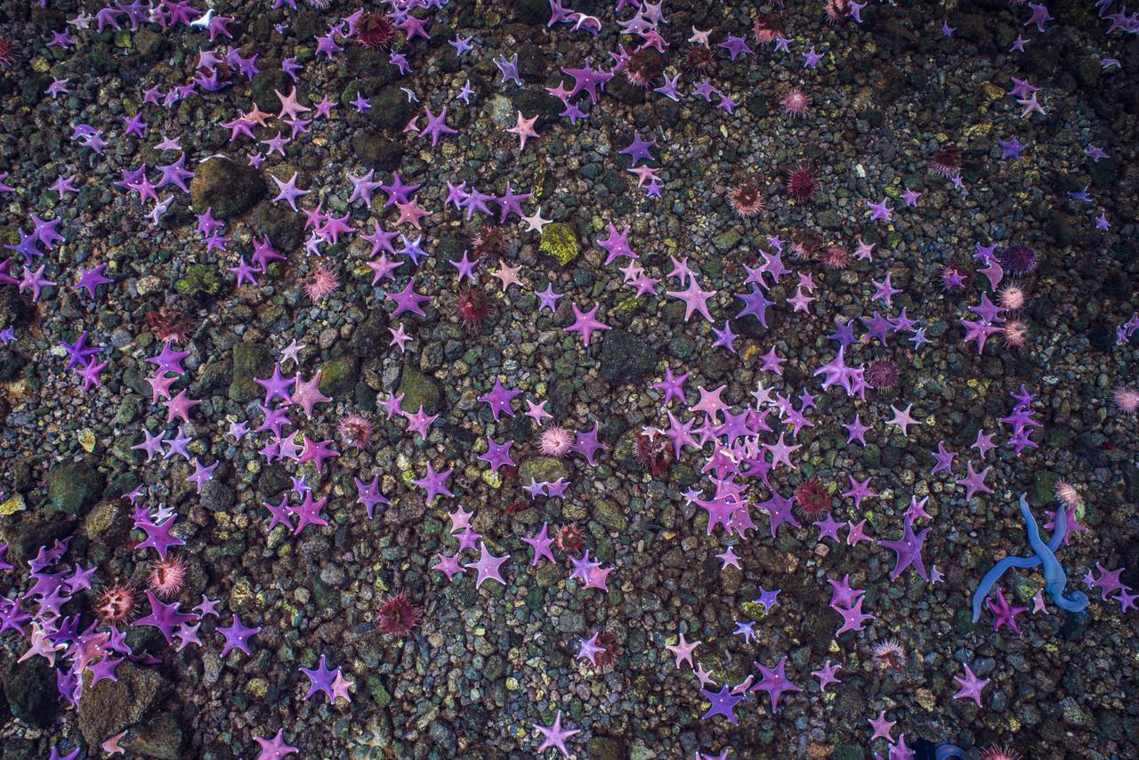 Rosa og lilla sjøstjerner lager en stjernehimmel på bunnen av havet i Antarktis