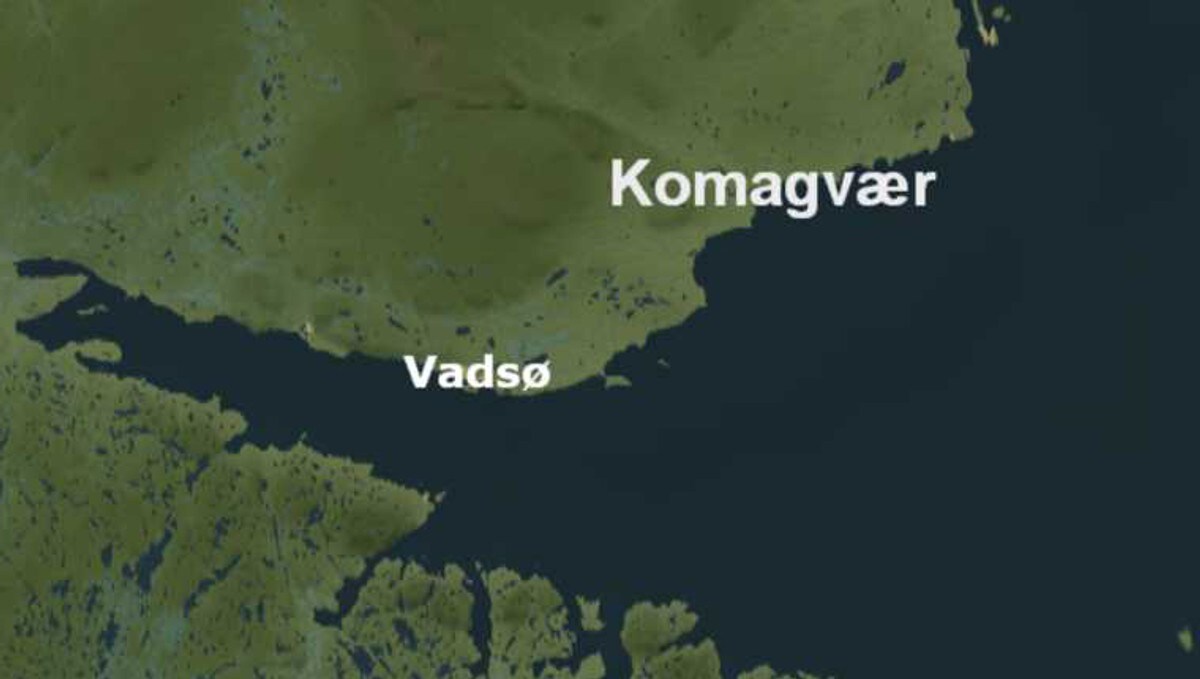 Bjørn drepte åtte sau i natt: – Helt utenkelig