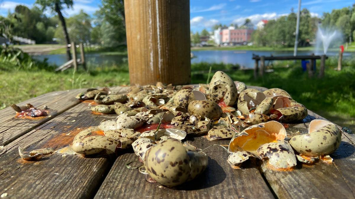 Rundt 30 terneegg knust i Senja: – En dyretragedie