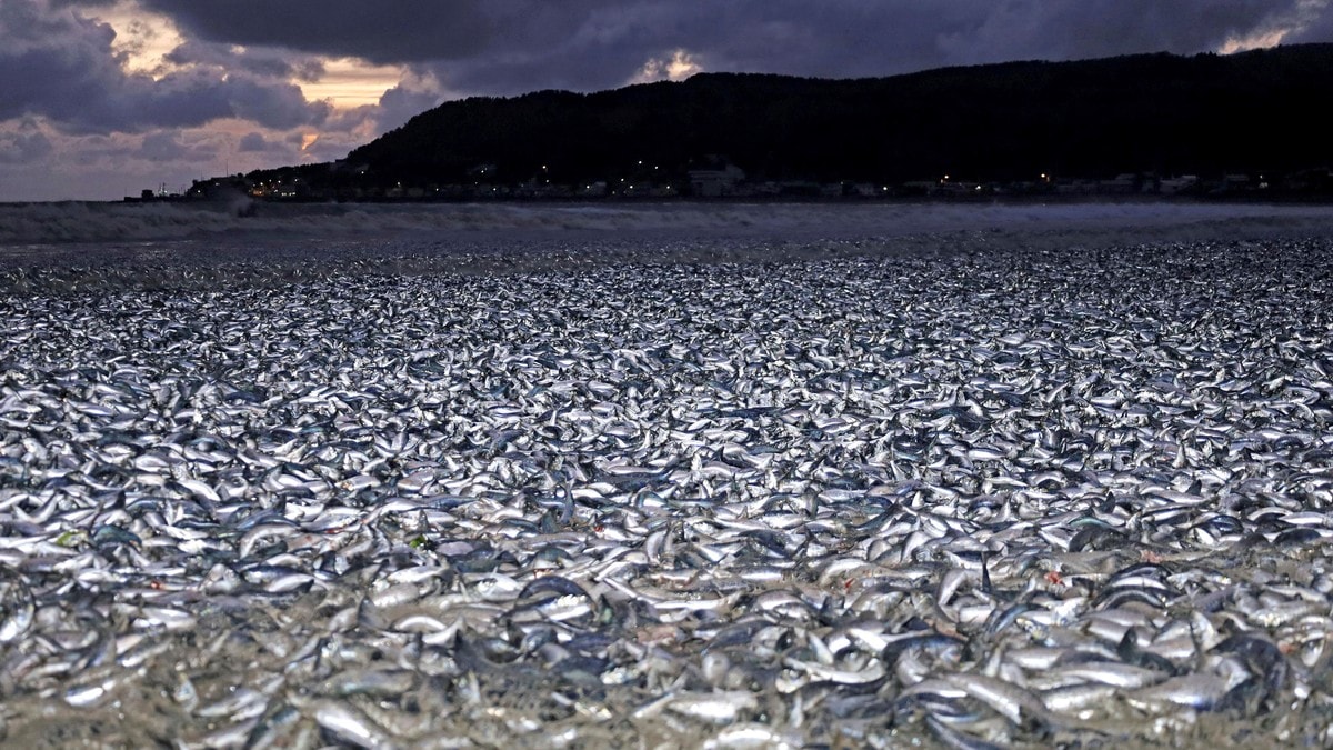 Tusenvis av døde fisk skylt opp på strand