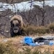 Erling Andre Solbakken Leine / Privat Bilde av en moskus som står rett bak turutstyr og soveposer
