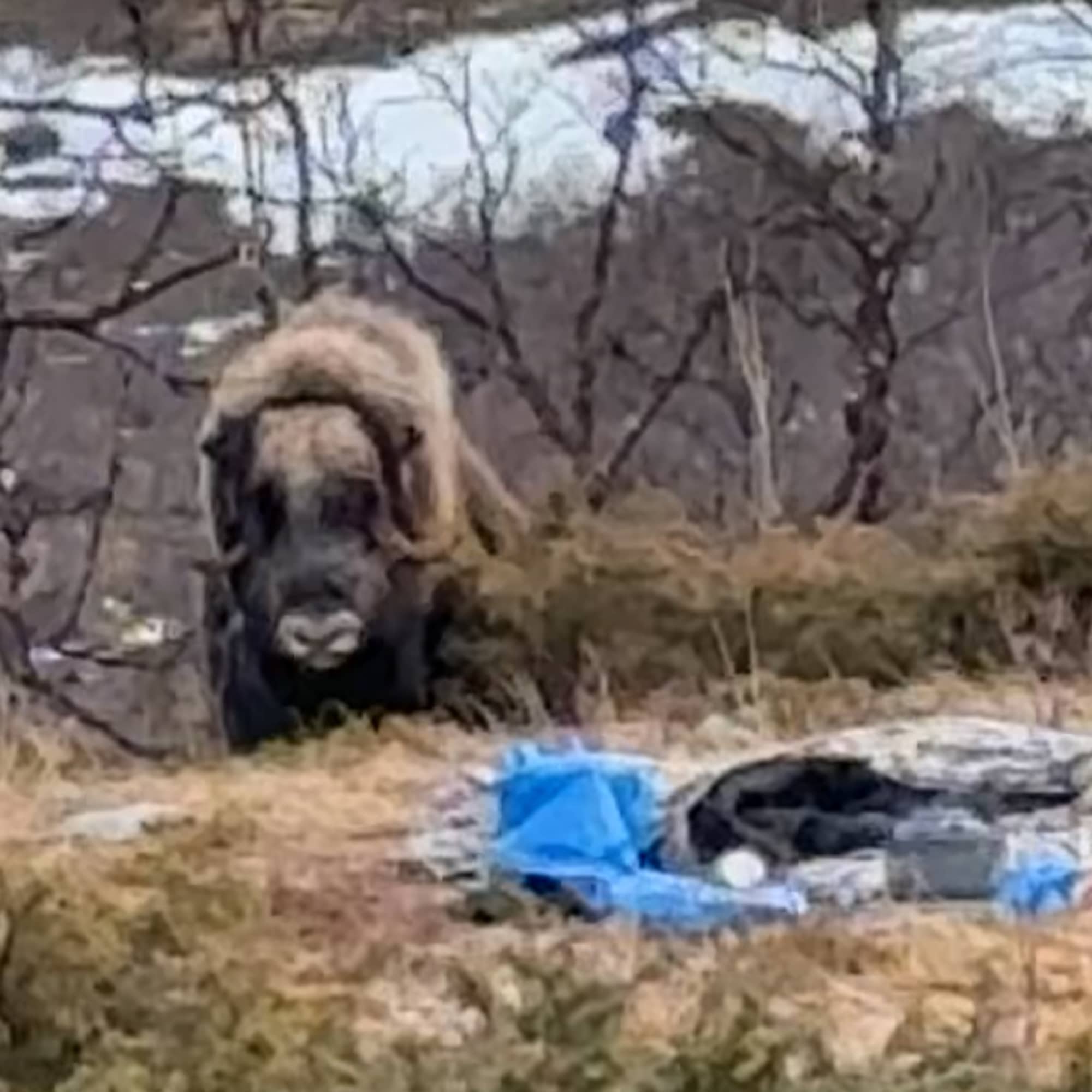 Bilde av en moskus som står rett bak turutstyr og soveposer