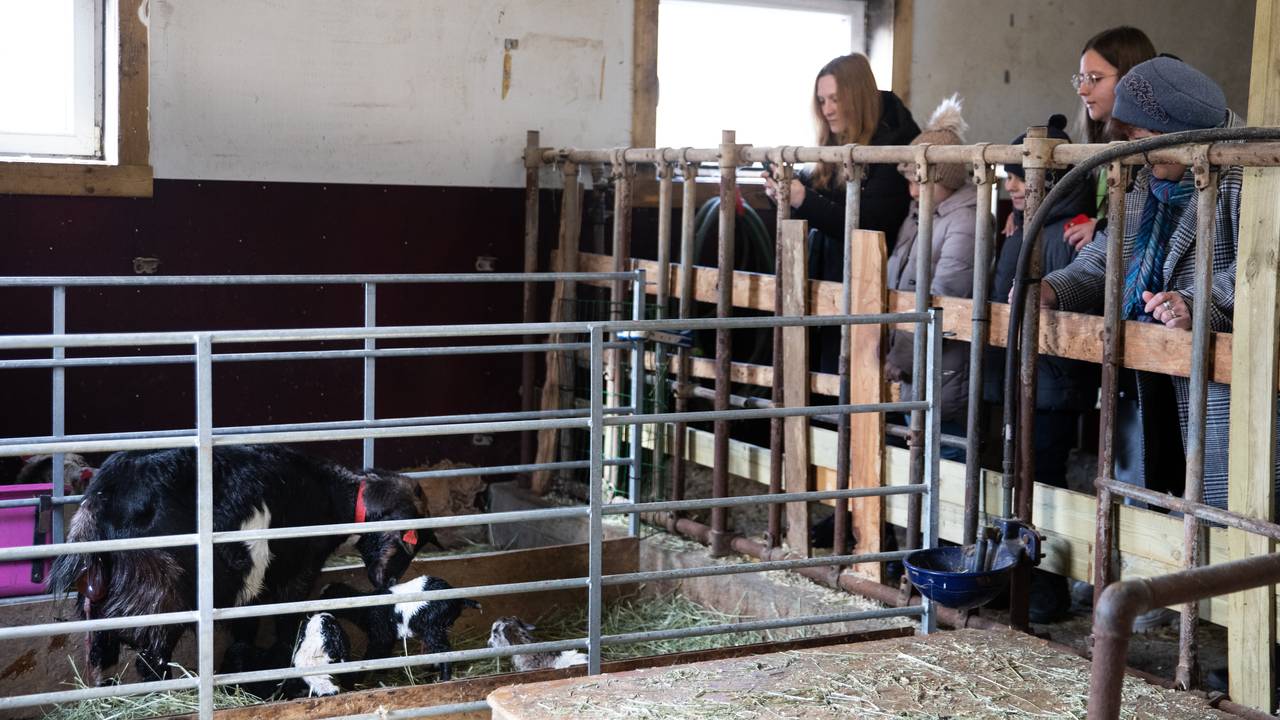 Ukrainske kvinner og barn står inne i fjøset og ser på geiten som nettopp har født.