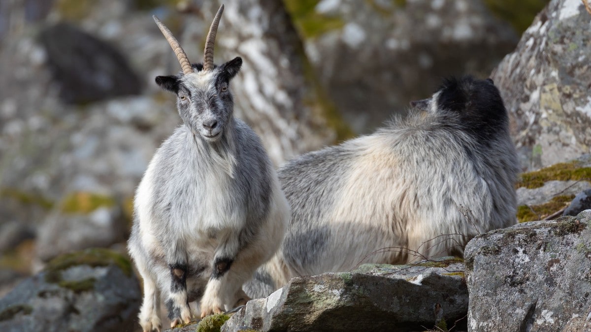 Geite-hjelparar legg ned arbeidet etter trugslar