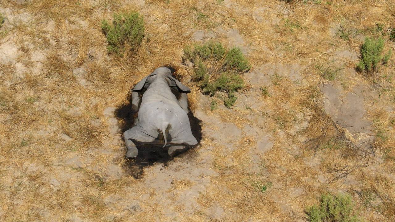 elefant