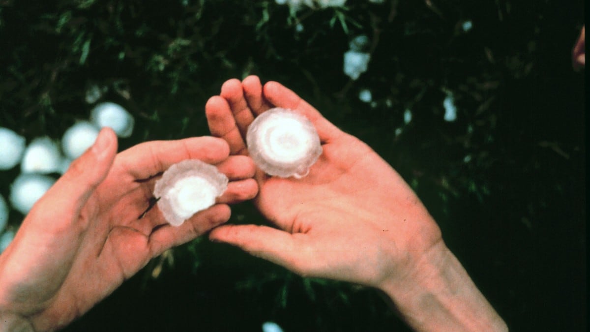 Kjempehagl - Foto: NOAA