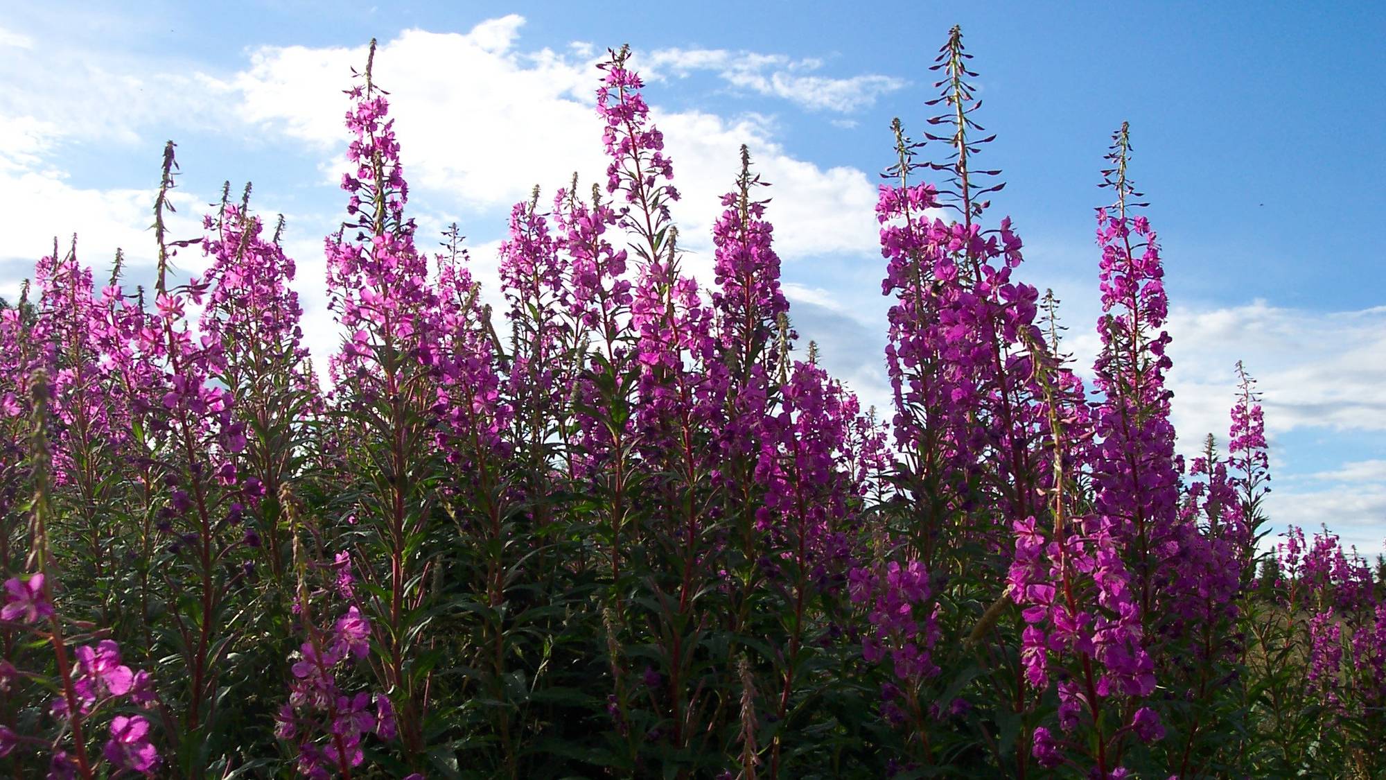 Mange blomstrende geitramser står tett under en blå himmel med hvite skyer. (Bildebeskrivelsen er laget av en KI-tjeneste)