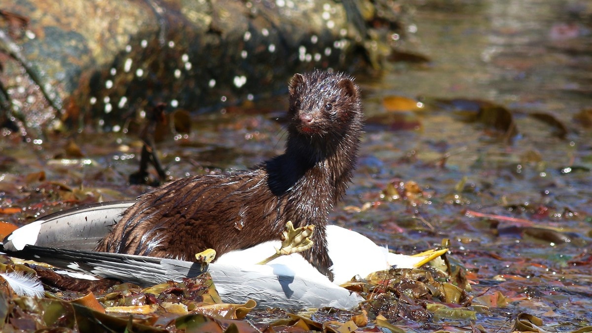 Mink over fiskemåke FOTO: HÅVAR HVEDING