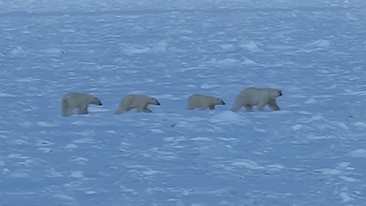 Sjelden isbjørnfamilie: – Ikke sett noe slikt på 20 år