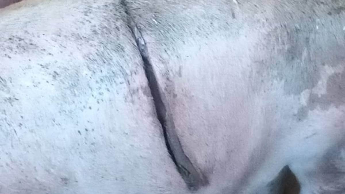 Bonden fant grisene sine med store kuttskader