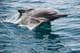 GIUSEPPE CACACE / AFP,NTB En delfin hopper opp fra blått hav