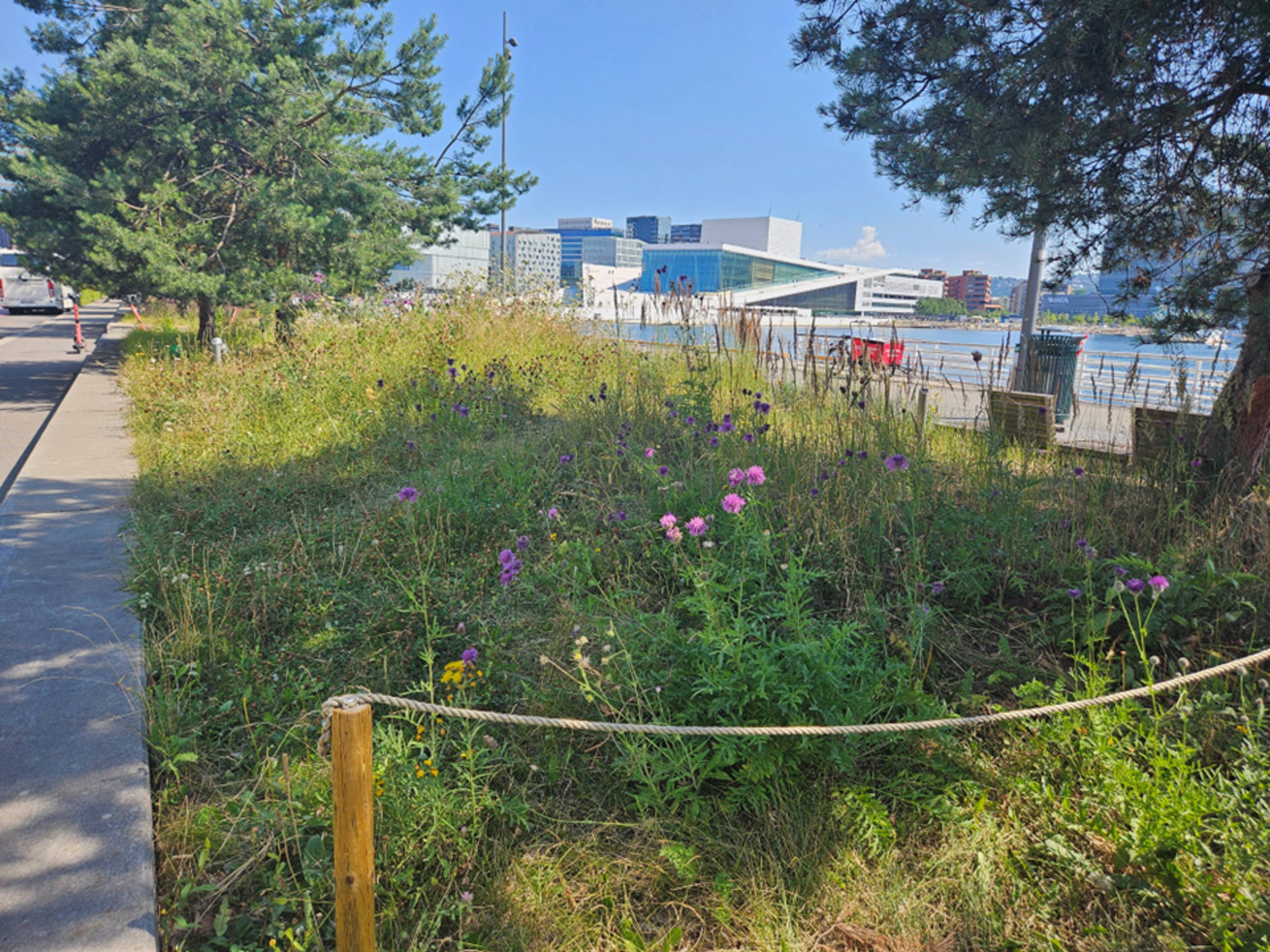 Blomstereng