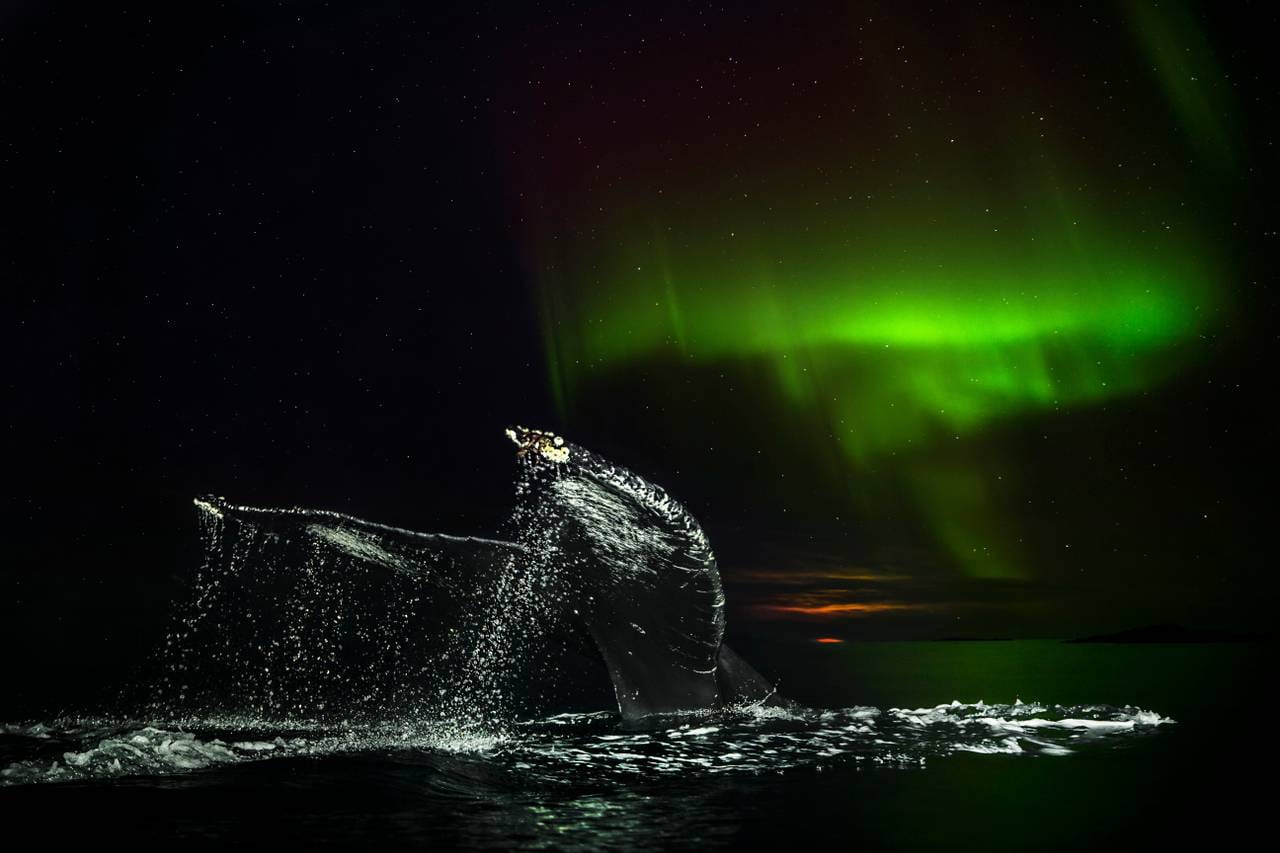 Halen til en knølhval stikker opp av havet, under en himmel farget grønn av nordlys
