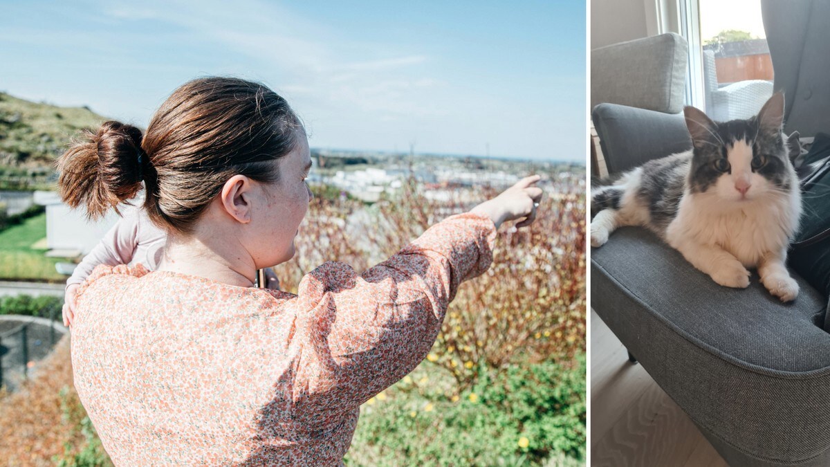 Katten Hermann (3) går to mil for å møte kjæresten: Stukket av for tiende gang