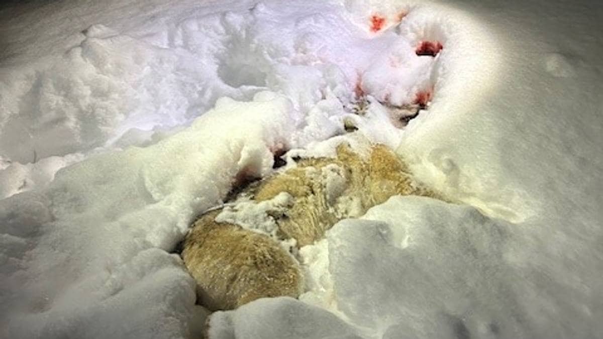 Ulverettssaken: Mener «jegerprat» og dialekt er feiltolket