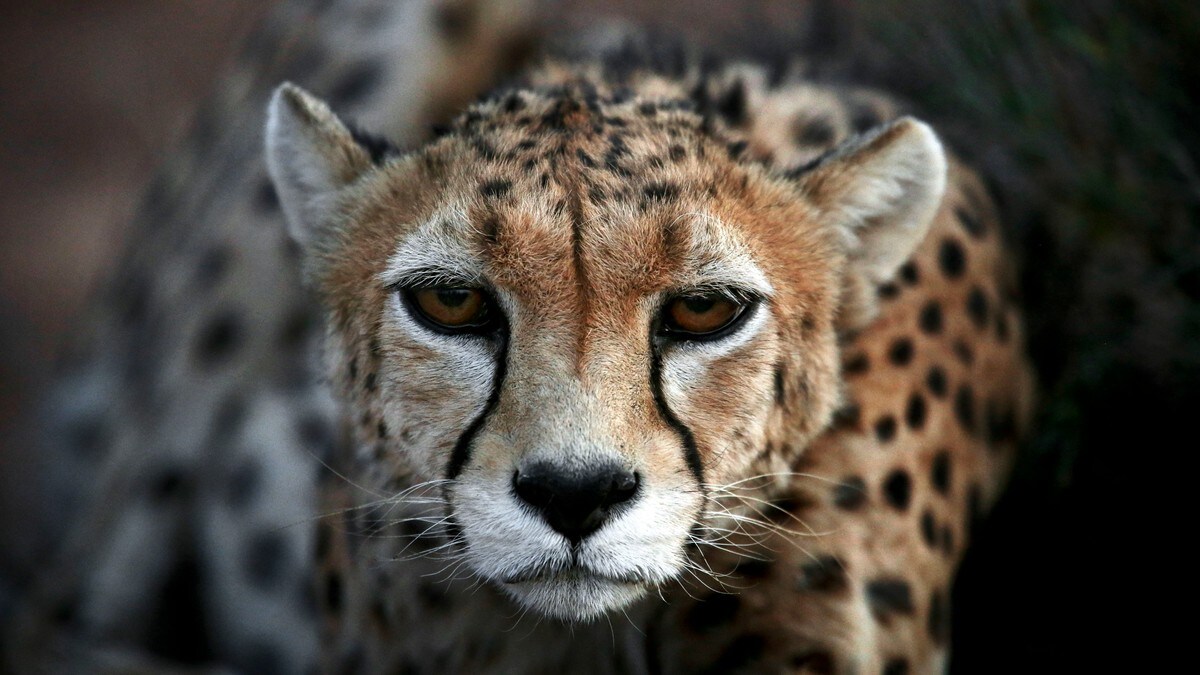 Asiatisk gepard forsvinner i Iran