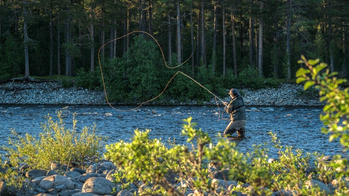 Norske Lakseelver om årets laksefiske: – En dårlig sesong