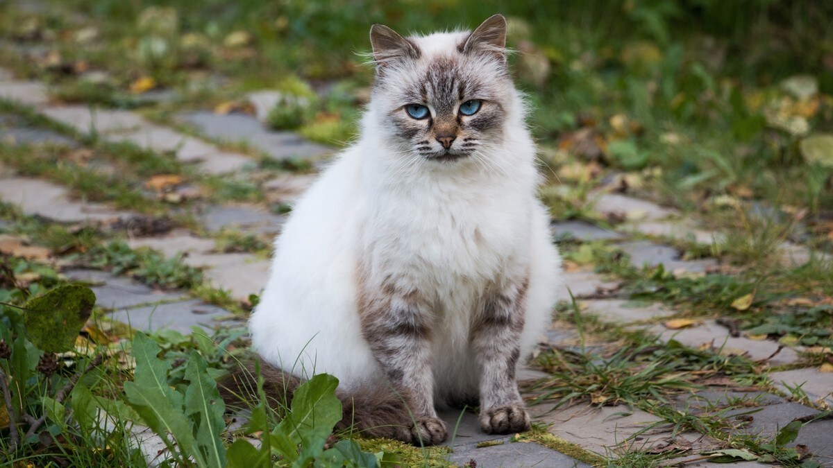 Vil innføre krav om ID-merking: – Titusenvis av katter i Norge er blitt forvillede og husløse