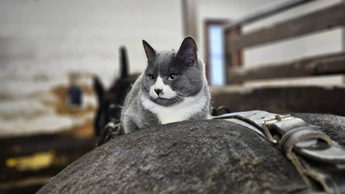 Katten Ida har blitt «kjendis» på fjellet