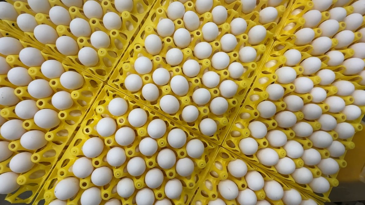 Økt norsk produksjon av kjøtt og egg