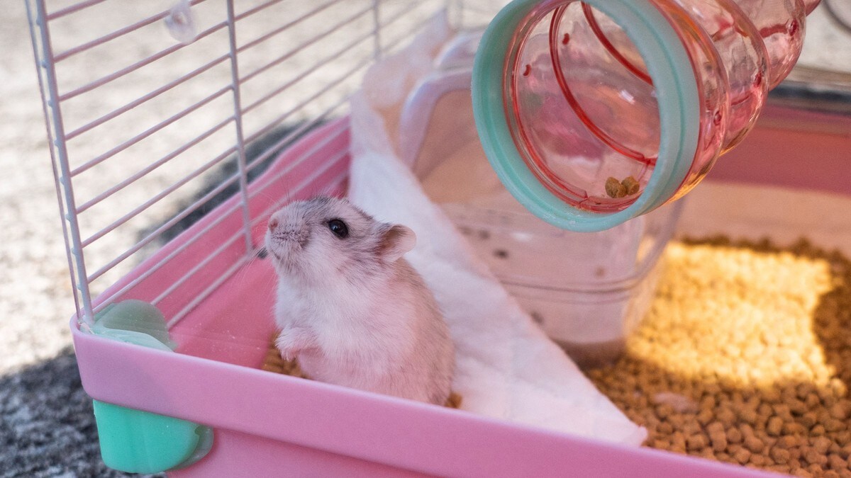 Flere tusen hamstere skal avlives i kampen mot smitten