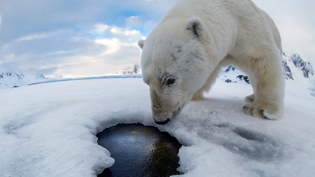 Isbjørnen tok selfie: Mener ny lov stopper nye unike bilder av «kongen av Arktis»