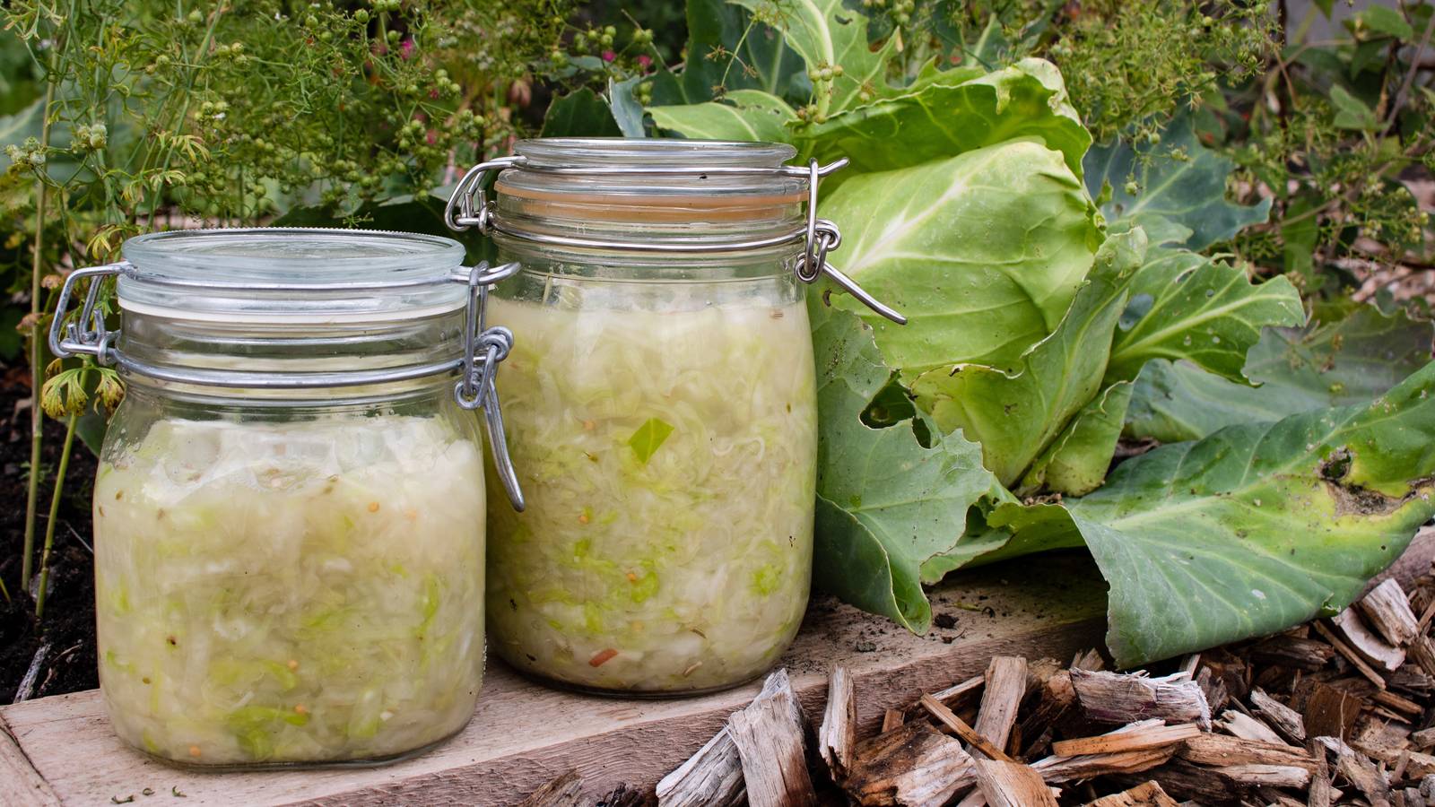 Fermentert Surkål