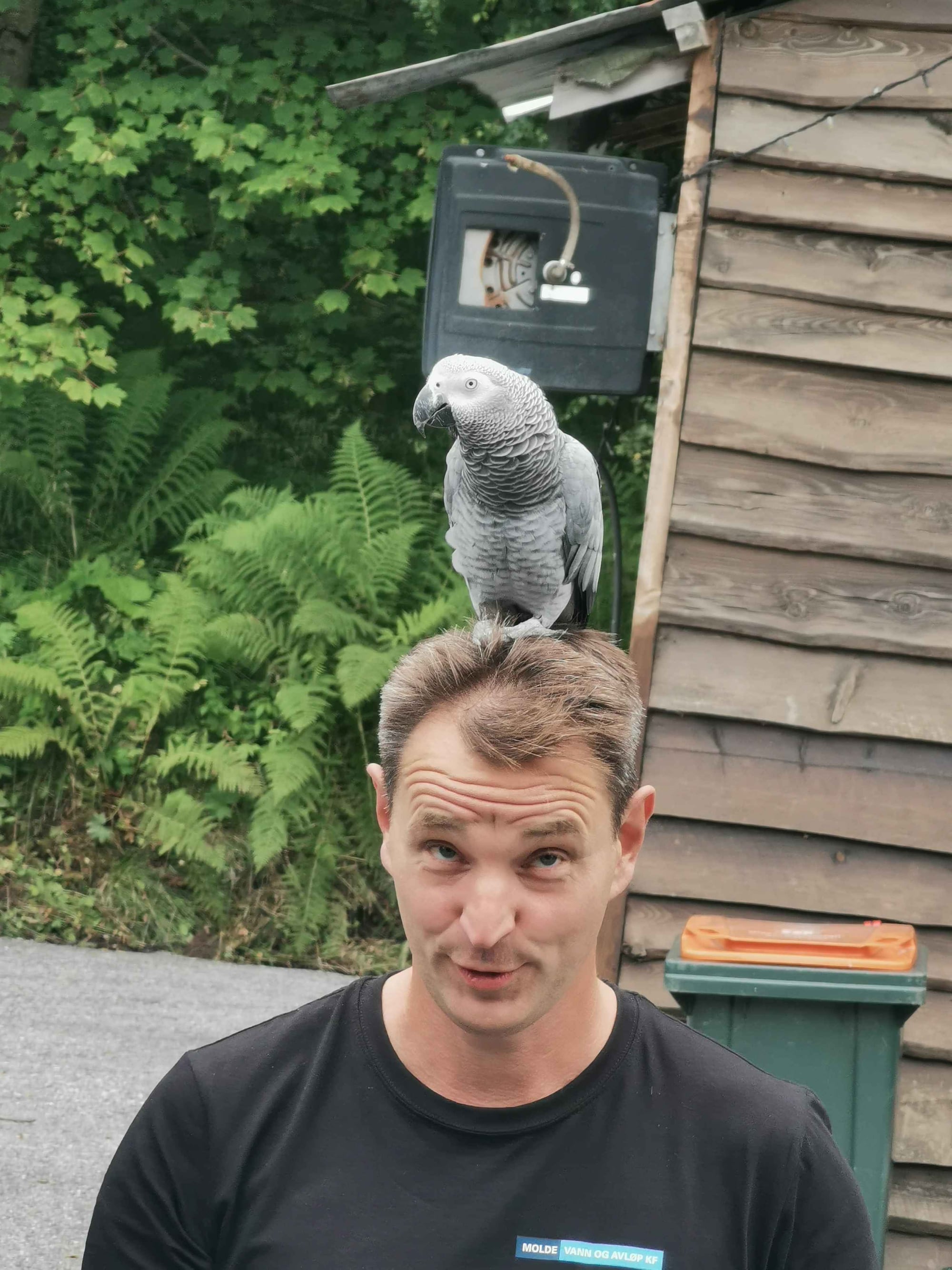 Ein pappegøye sit på hovudet til ein mann med svart t-skjorte