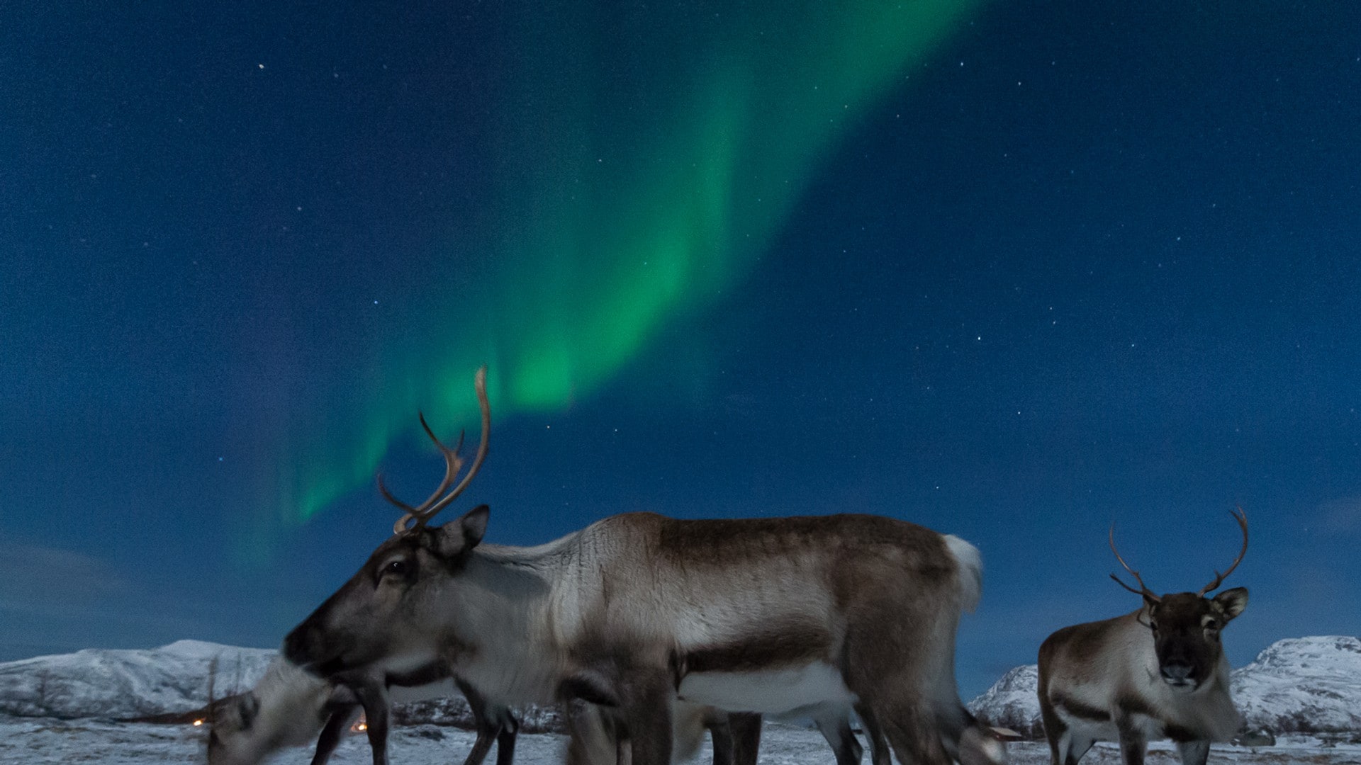 rein-i-nordlys-nrk