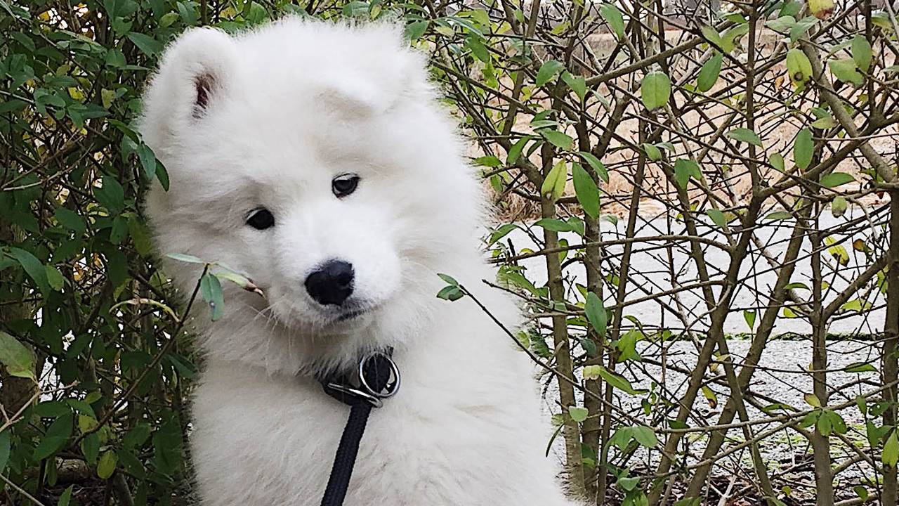 Ghost er hunden som synger