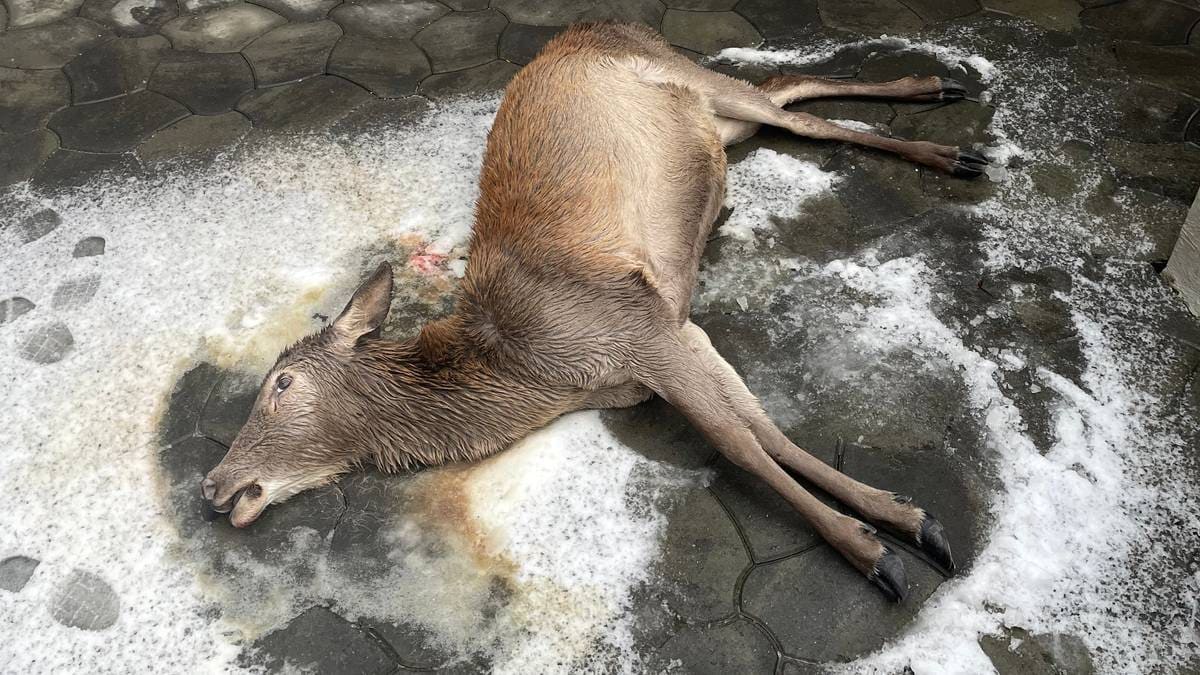 Laila fann denne ved trappa: – Trur ikkje det du ser