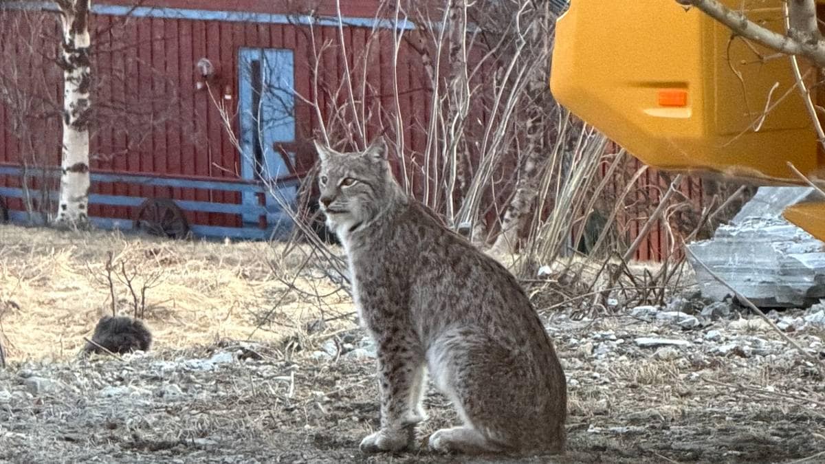 Her er gaupa i hagen til småbarns­familien: – Man blir jo bekymret
