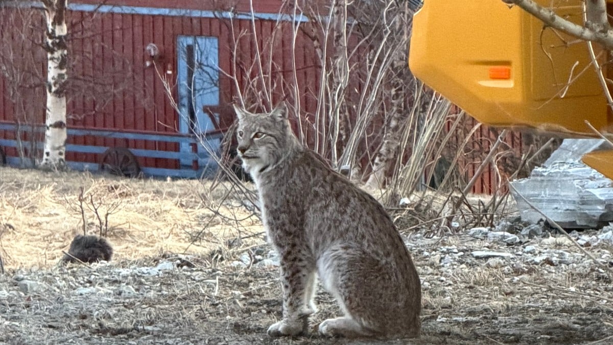 Her er gaupa i hagen til småbarns­familien: – Man blir jo bekymret