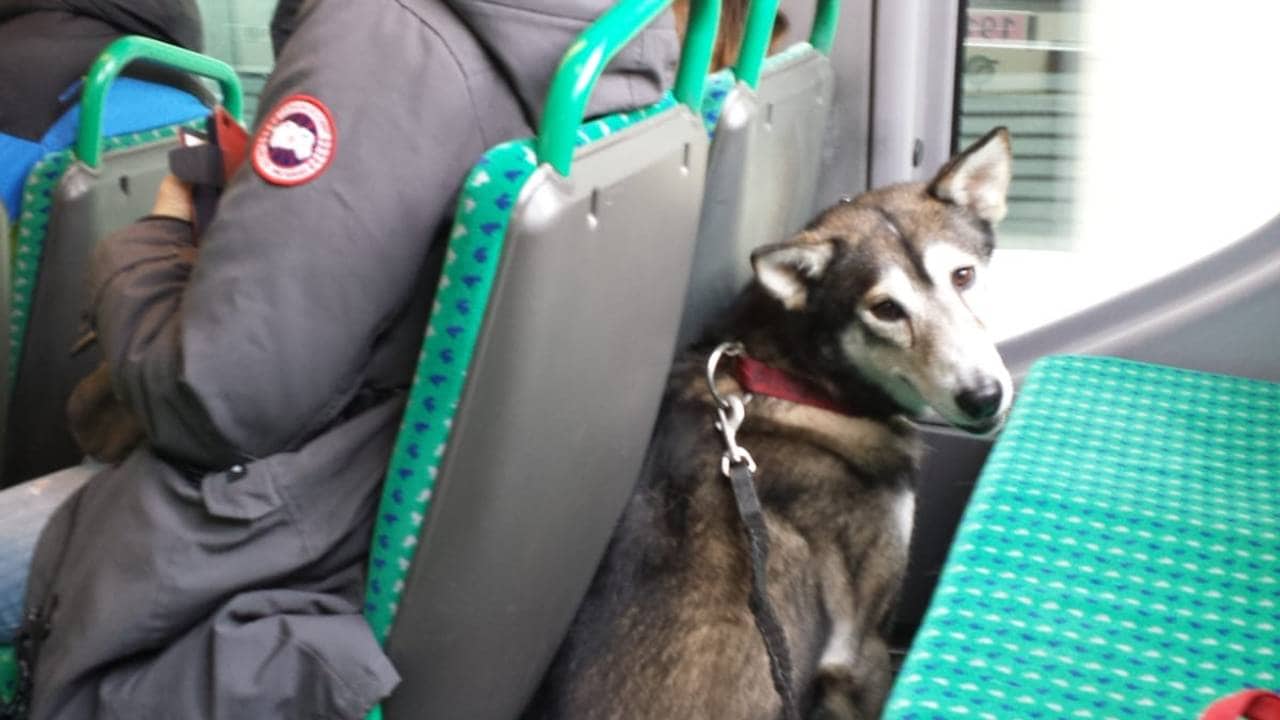 Dodo på bussen