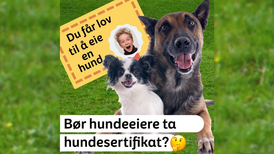 Bilde av to huner og et fiktivt hundesertifikat. Tekst i bilde: Bør hundeeiere ta hundesertifikat?